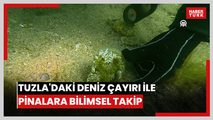 Tuzla'daki deniz çayırı ile pinalara bilimsel takip
