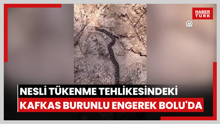 Nesli tükenme tehlikesindeki Kafkas burunlu engerek Bolu'da