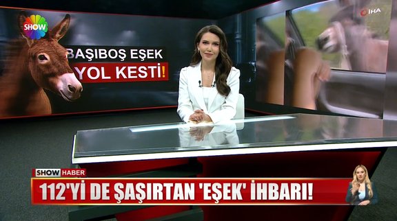 Başıboş eşek yol kesti!