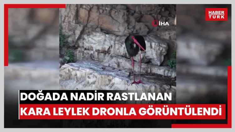 Cehennem Deresi Kanyonu'nda kara leylek görüntülendi