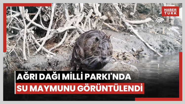 Ağrı Dağı Milli Parkı'nda temizlenen su maymunu görüntülendi