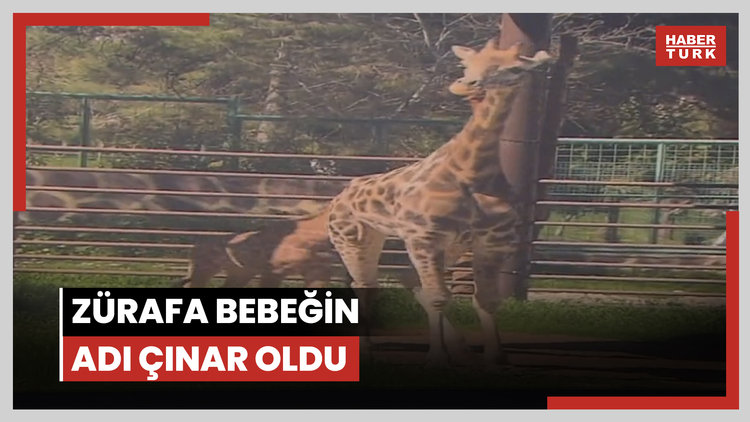 Zürafa bebeğin adı Çınar oldu