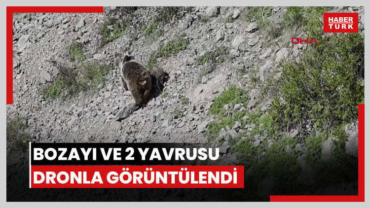 Bozayı ve 2 yavrusu dronla görüntülendi