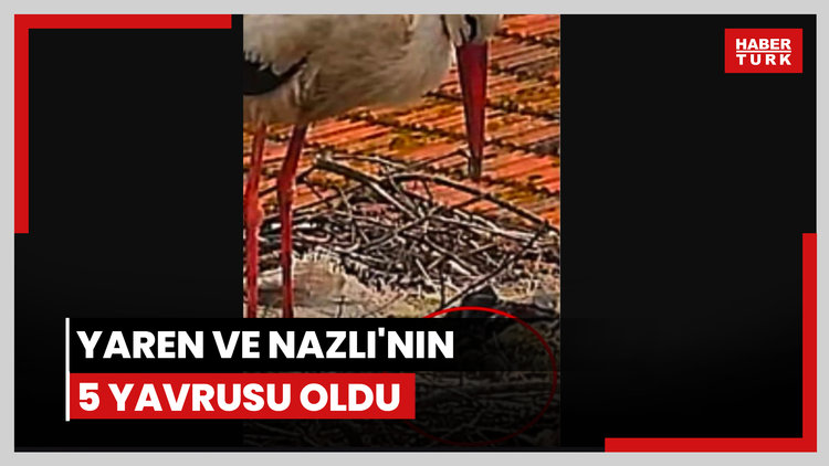 Yaren ve Nazlı'nın 5 yavrusu oldu