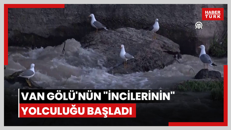 Van Gölü'nün "incilerinin" yolculuğu başladı