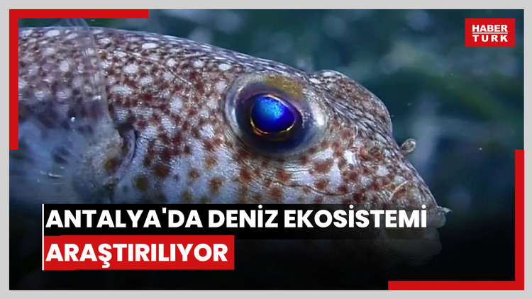 Antalya'da deniz ekosistemi araştırılıyor