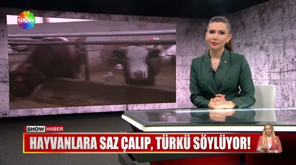 Hayvanlara saz çalıp, türkü söylüyor! 