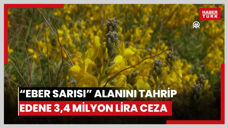 "Eber sarısı"nın bulunduğu alanı tahrip edene 3 milyon 496 bin lira ceza kesilecek