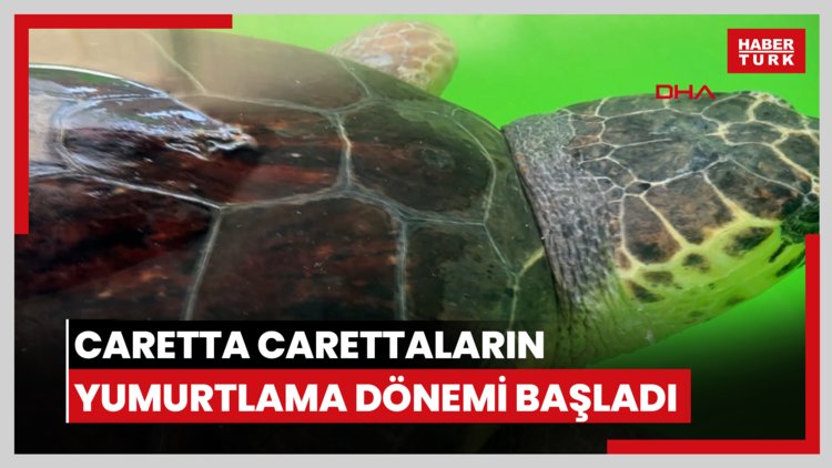 Caretta carettaların yumurtlama dönemi başladı