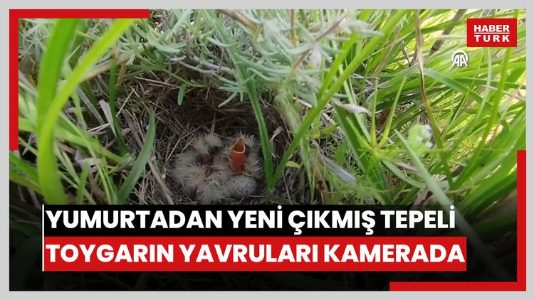Yumurtadan yeni çıkmış tepeli toygarın yavruları kamerada