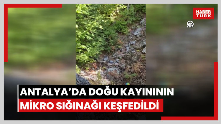 Antalya'da Karadeniz'e özgü doğu kayınının mikro sığınağı keşfedildi