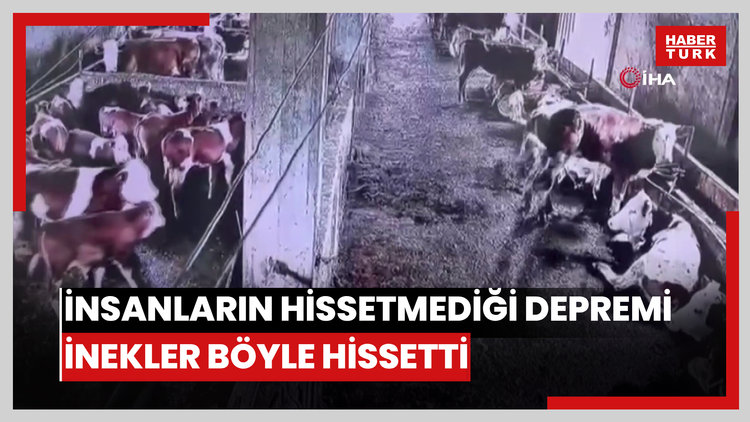 İnsanların hissetmediği depremi inekler böyle hissetti