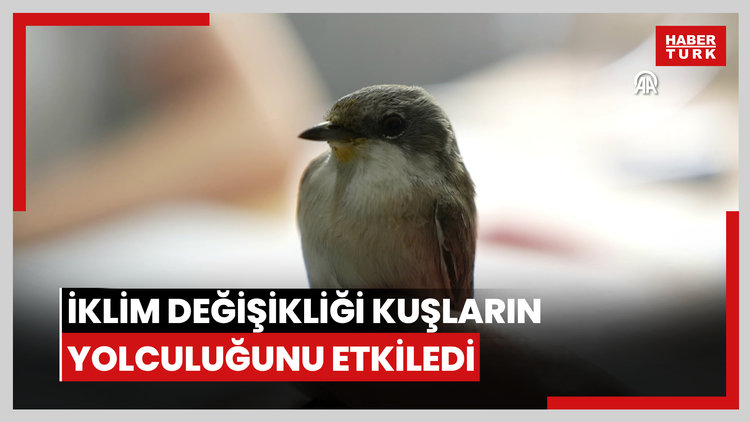 İklim değişikliği göçmen kuşların yolculuğunu etkiledi