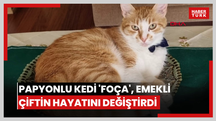 Papyonlu kedi 'Foça', emekli çiftin hayatını değiştirdi