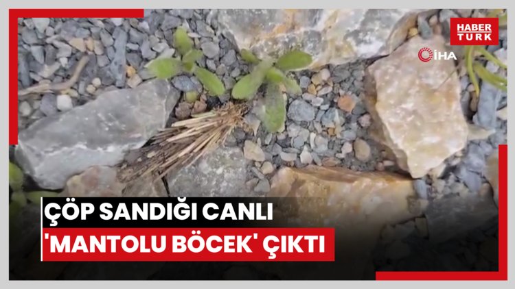 Çöp sandığı canlı 'mantolu böcek' çıktı
