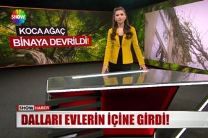 Koca ağaç binaya devrildi!