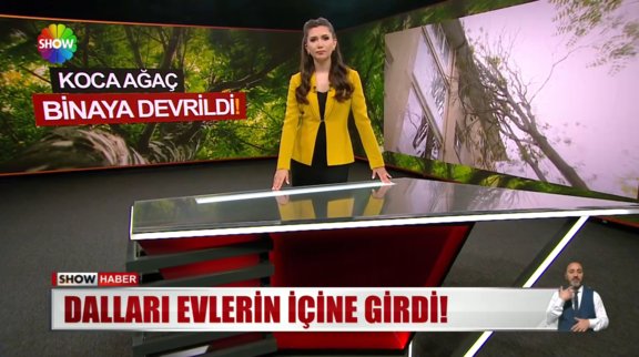Koca ağaç binaya devrildi!