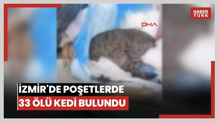 İzmir'de poşetlerde 33 ölü kedi bulundu