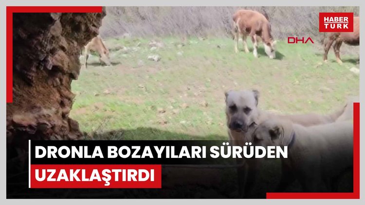 Dronla bozayıları sürüden uzaklaştırdı