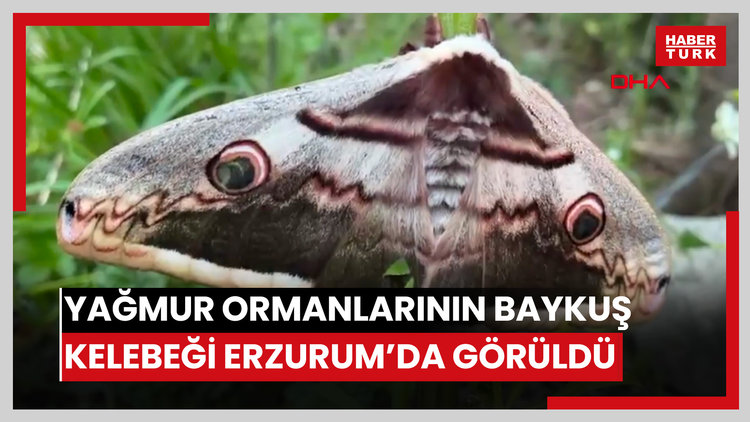 Yağmur ormanlarında yaşayan baykuş kelebeği Erzurum'da görüntülendi