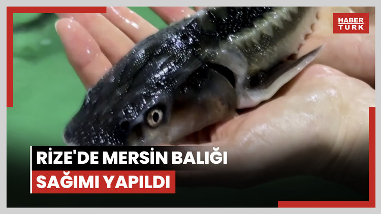 Rize'de mersin balığı sağımı yapıldı