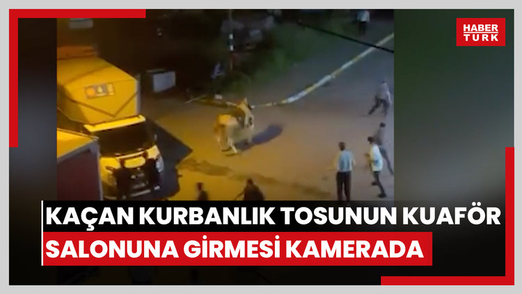 Kaçan kurbanlık tosunun kuaför salonuna girmesi kamerada