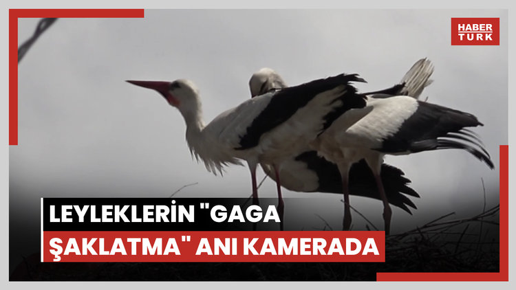 Leyleklerin "gaga şaklatma" anı kamerada