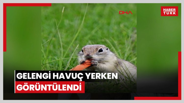Gelengi havuç yerken görüntülendi