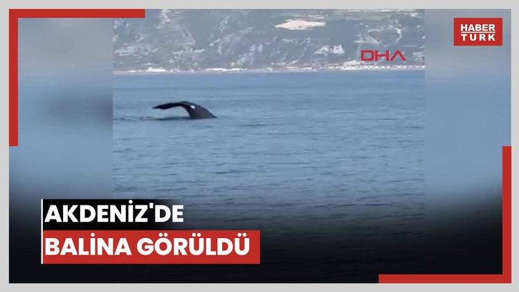 Akdeniz'de balina görüldü