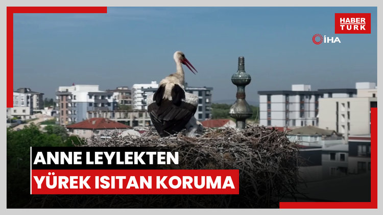 Anne leylekten yürek ısıtan koruma