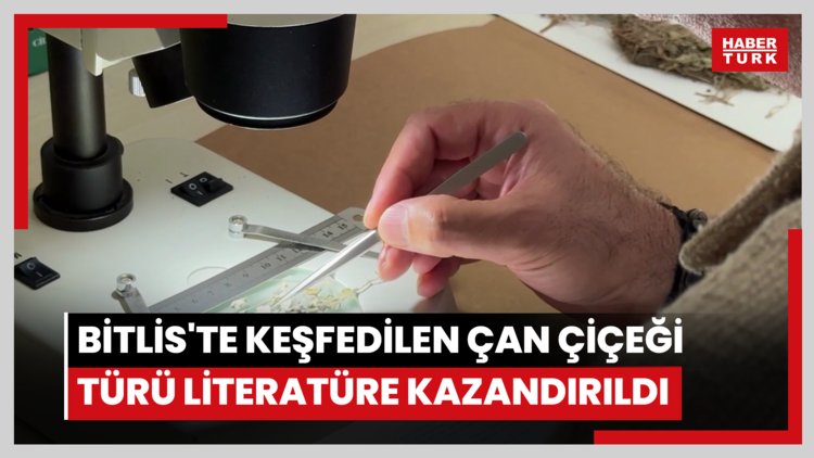 Bitlis'te keşfedilen çan çiçeği türü literatüre kazandırıldı