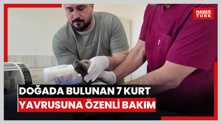 Doğada bulunan 7 kurt yavrusuna özenli bakım