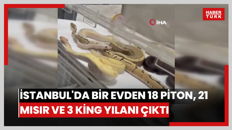 İstanbul'da bir evden 18 piton, 21 Mısır ve 3 king yılanı çıktı