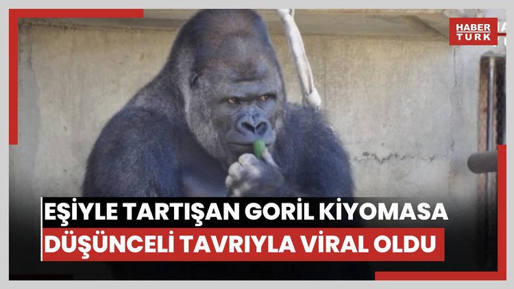 Eşiyle tartışan goril Kiyomasa düşünceli tavırlarıyla viral oldu