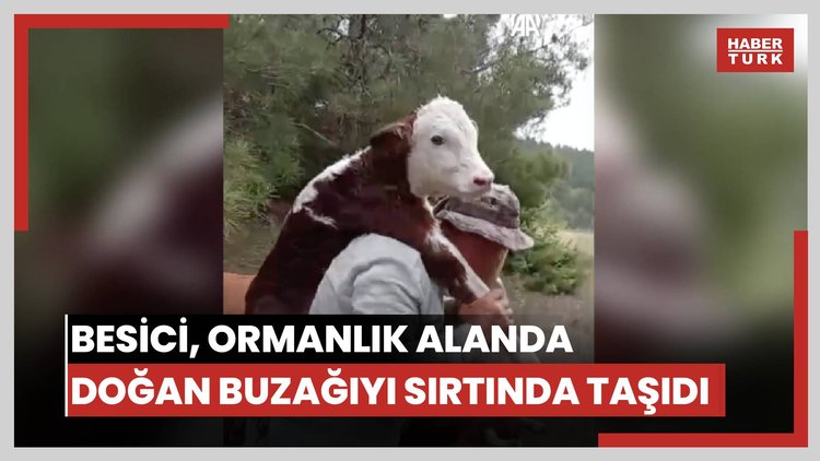 Besici, ormanlık alanda doğan buzağıyı sırtında taşıdı