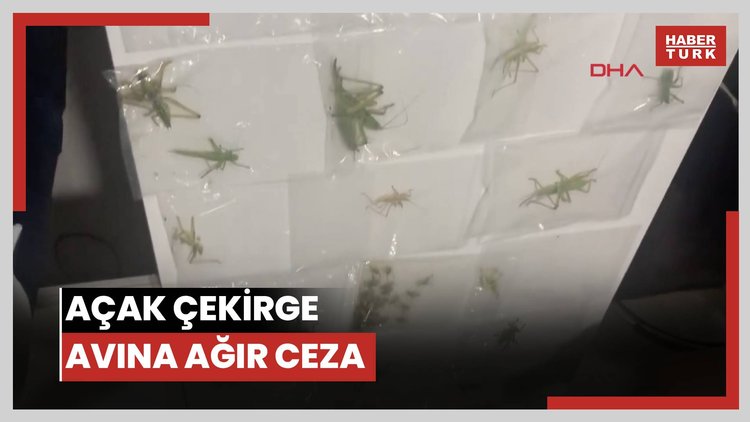 Yasa dışı yollarla çekirge toplayan 3 kişiye 2 milyon 97 bin lira ceza