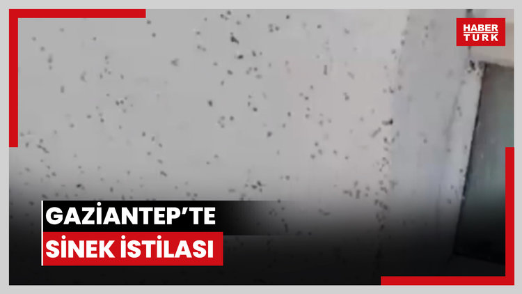 Gaziantep'te sinek istilası