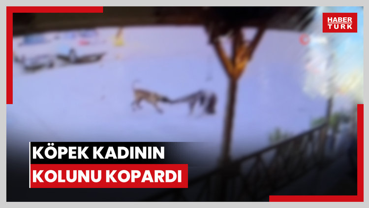 Köpek kadının kolunu kopardı