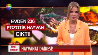 Bu evden 236 egzotik hayvan çıktı! 