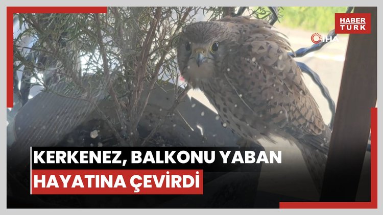 Saksıda yumurtlayan kerkenez, balkonu yaban hayatına çevirdi