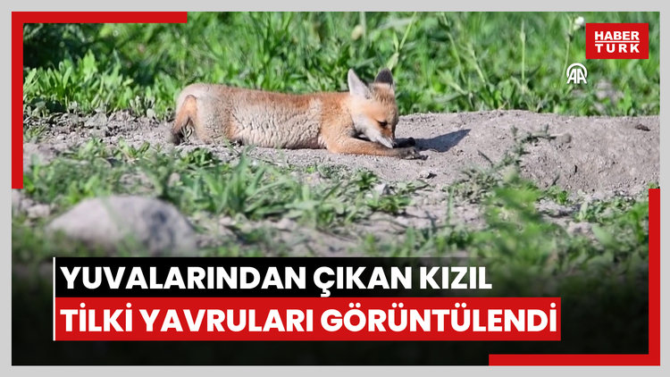 Kars'ta yuvalarından çıkan kızıl tilki yavruları görüntülendi