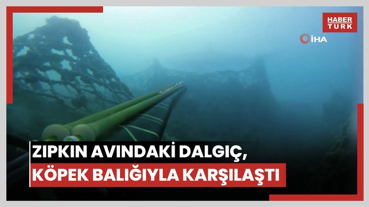 Zıpkın avındaki dalgıç, köpek balığıyla karşılaştı