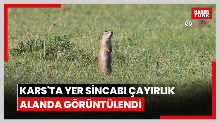 Kars'ta yer sincabı çayırlık alanda görüntülendi