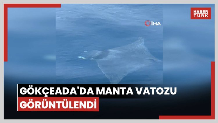 Gökçeada'da manta vatozu görüntülendi