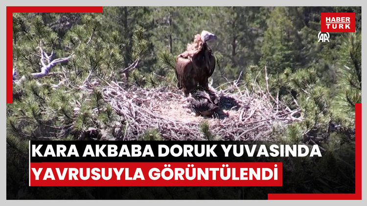 Kara akbaba Doruk yuvasında yavrusuyla görüntülendi