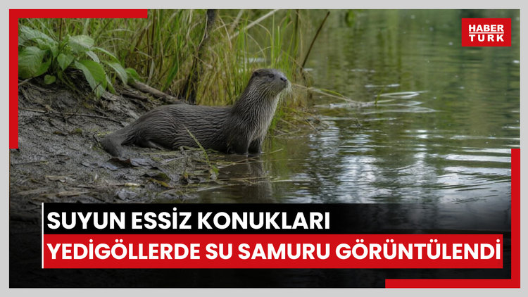 Suyun essiz konukları