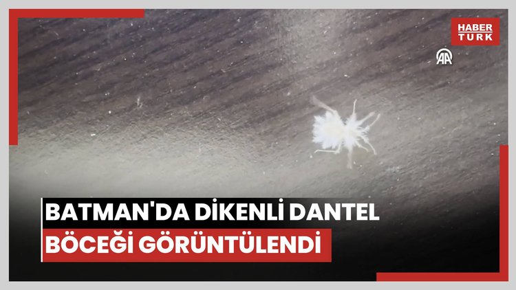 Batman'da dikenli dantel böceği görüntülendi