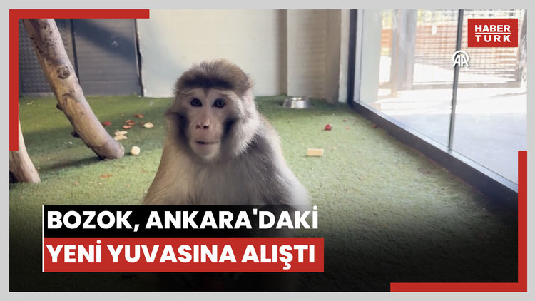 Yozgat'ta vatandaşlarca bulunan maymun 'Bozok' Ankara'da yeni yuvasına alıştı