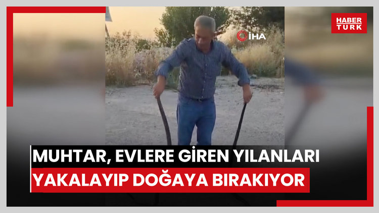 Muhtar, evlere giren yılanları yakalayıp doğaya bırakıyor