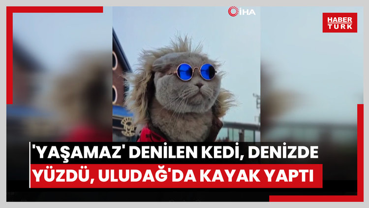 'Yaşamaz' denilen kedi, denizde yüzdü, Uludağ'da kayak keyfi yaptı
